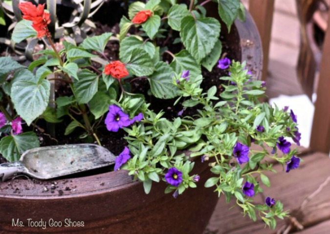 Pretty Container Gardens...As Easy as 1-2-3 | Ms. Toody Goo Shoes Pretty Container Gardens...As Easy as 1-2-3 | Ms. Toody Goo Shoes