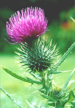 Scottish Icons: The thistle