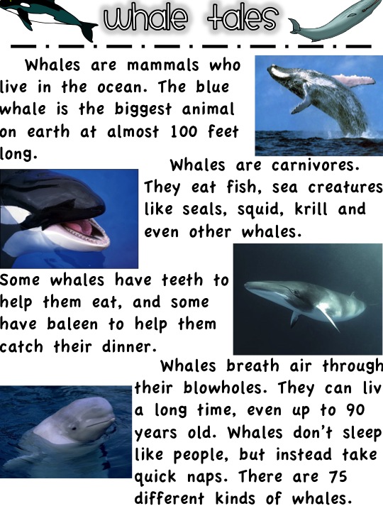 When do sperm whales migrate picture