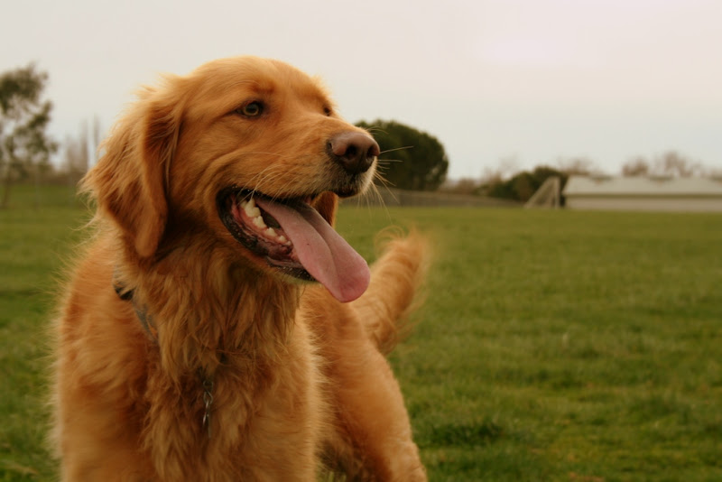 golden retriever standing on grass with mouth open and tongue hanging out, face slightly lifted, looking happy and relaxed and tired