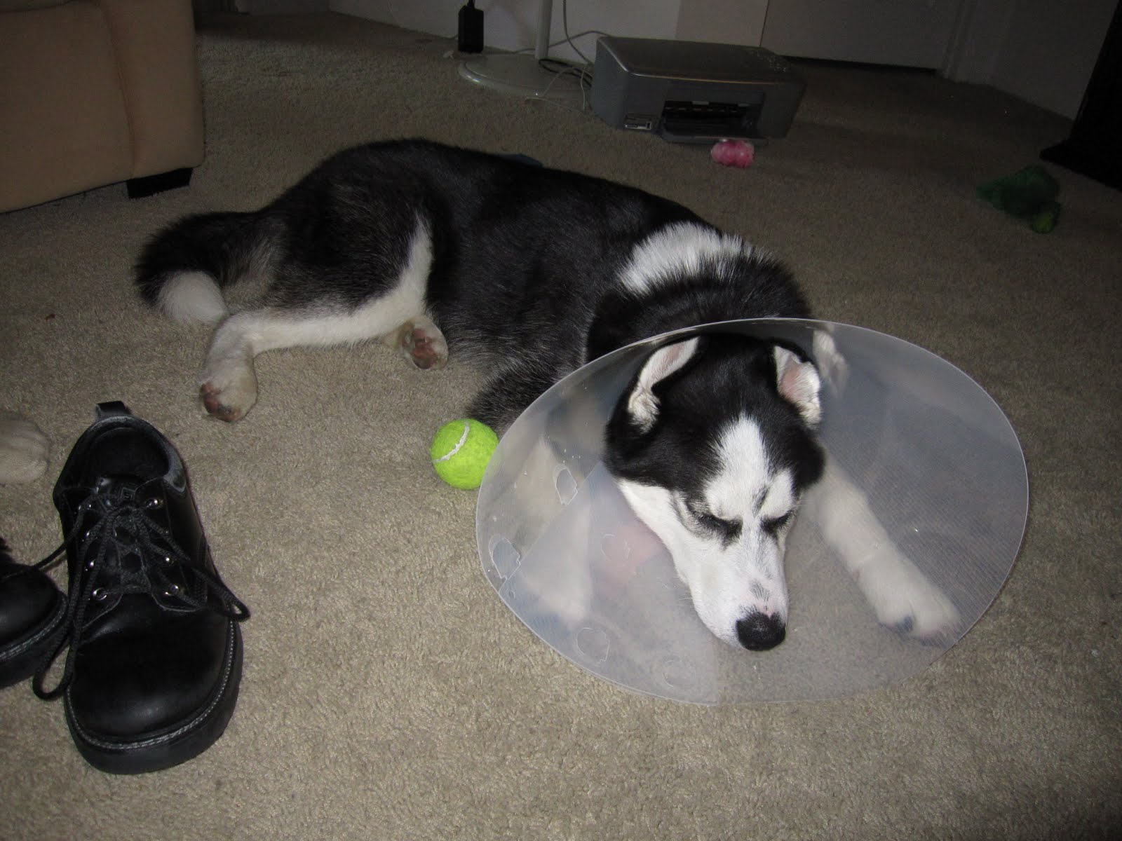 A day in the life of a Husky puppy It's all fun and games until