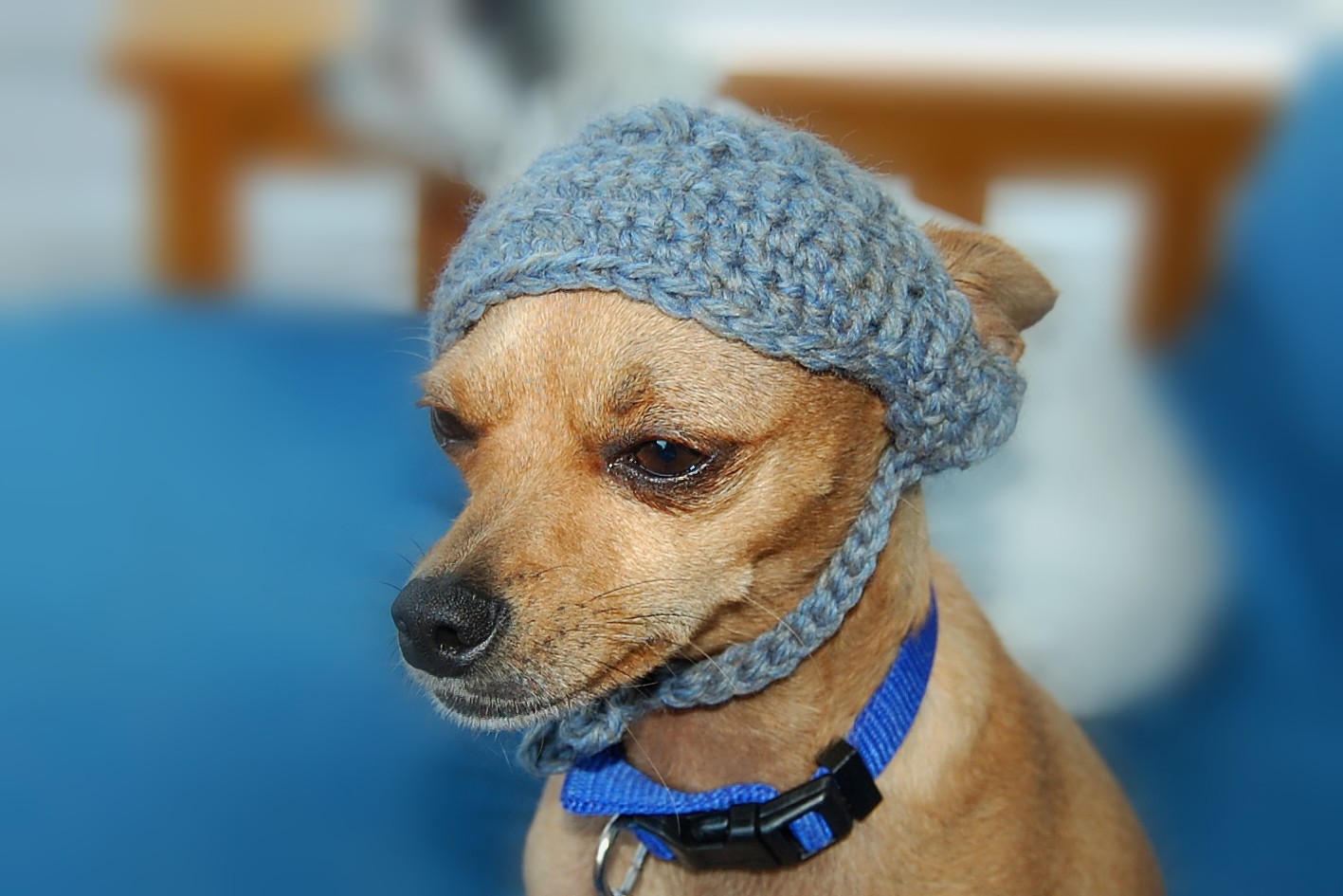 Posh Pooch Designs Dog Clothes: Visor For Dogs Crochet Pattern