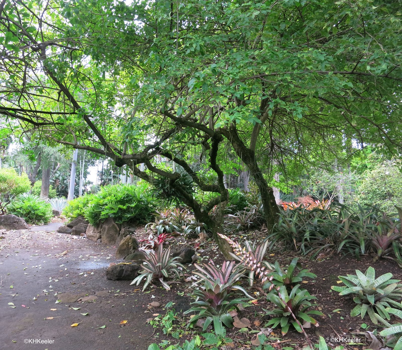 A Wandering Botanist Visiting Hawaii--historic Foster Botanical Garden