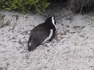 A lone African(Jackass) Penguin.