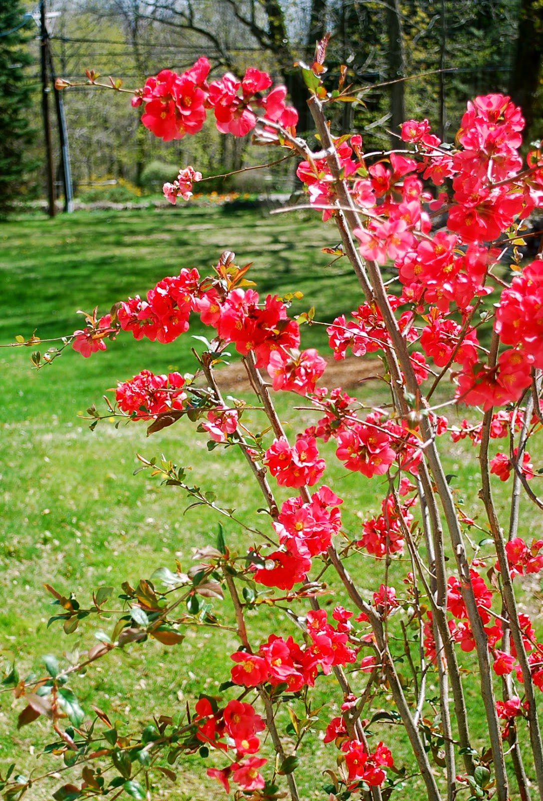 Blog Of An Ancient Gardener Deer Country Flowering Quince A