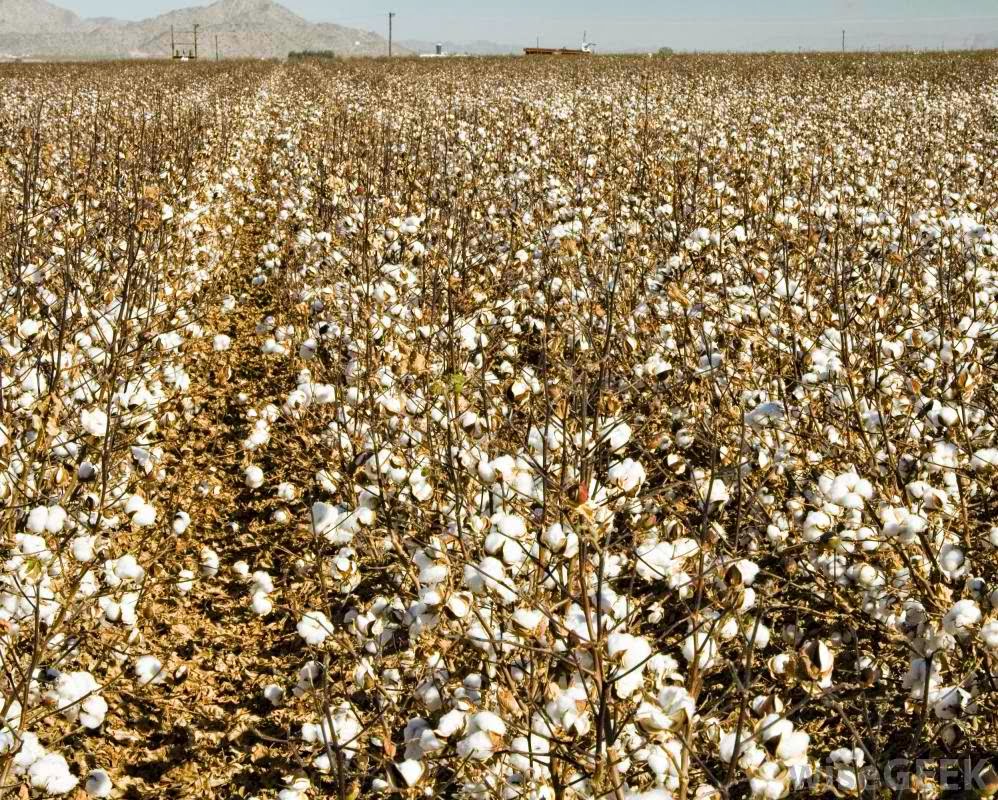 Egyptian Cotton Shirts From GQ International A Luxurious Feel You Can