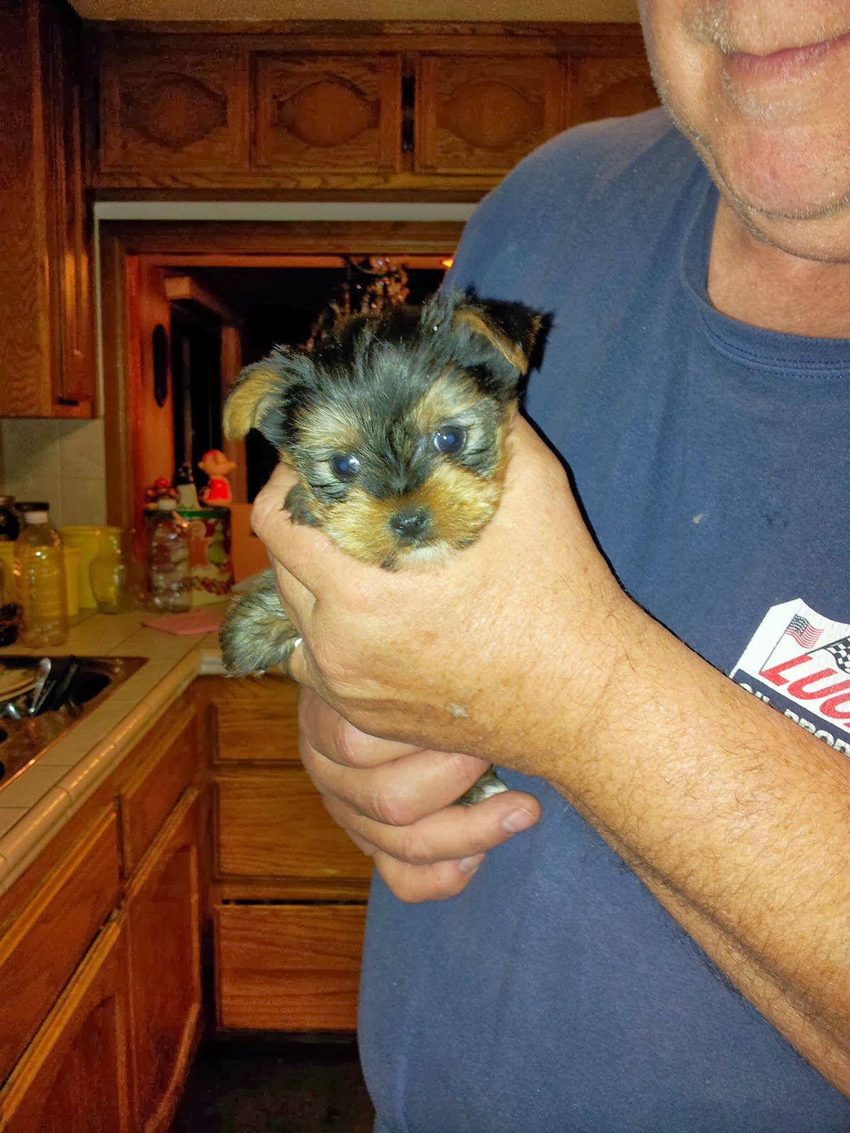 Buy a Yorkie Puppy