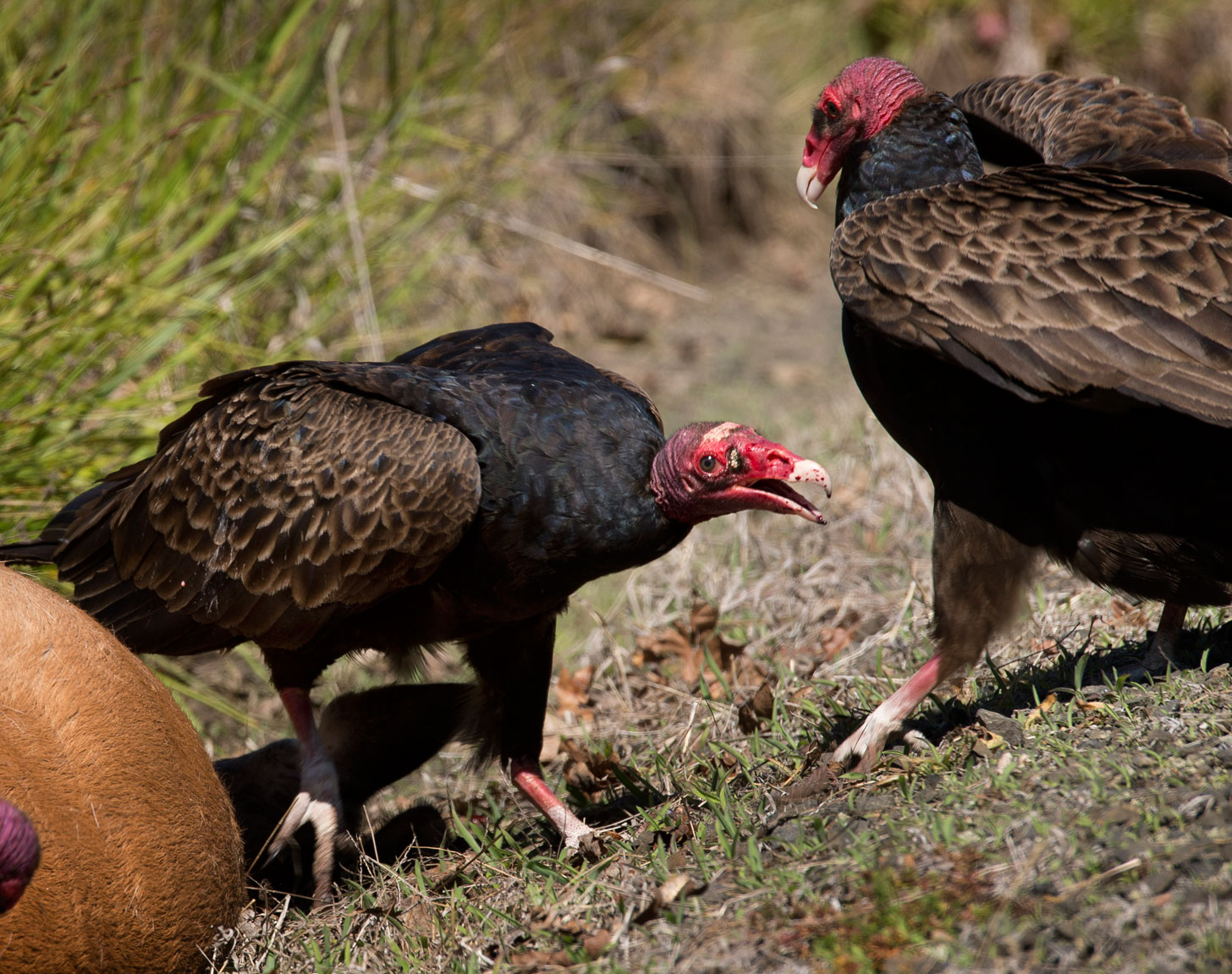 carrion animals carrion animals