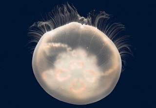 Ubur-ubur Bulan (Moon Jellyfish)