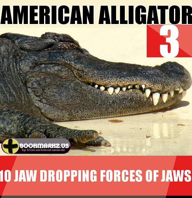 American Alligator's Jaw 3rd Most Powerful Jaws in the World Top 10