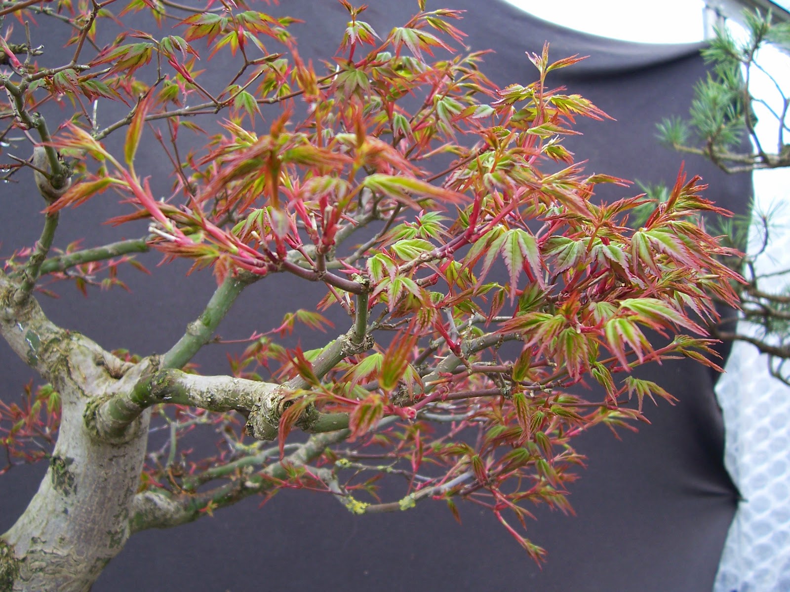 MiKo Bonsai Japanese Mountain Maple Progression photos