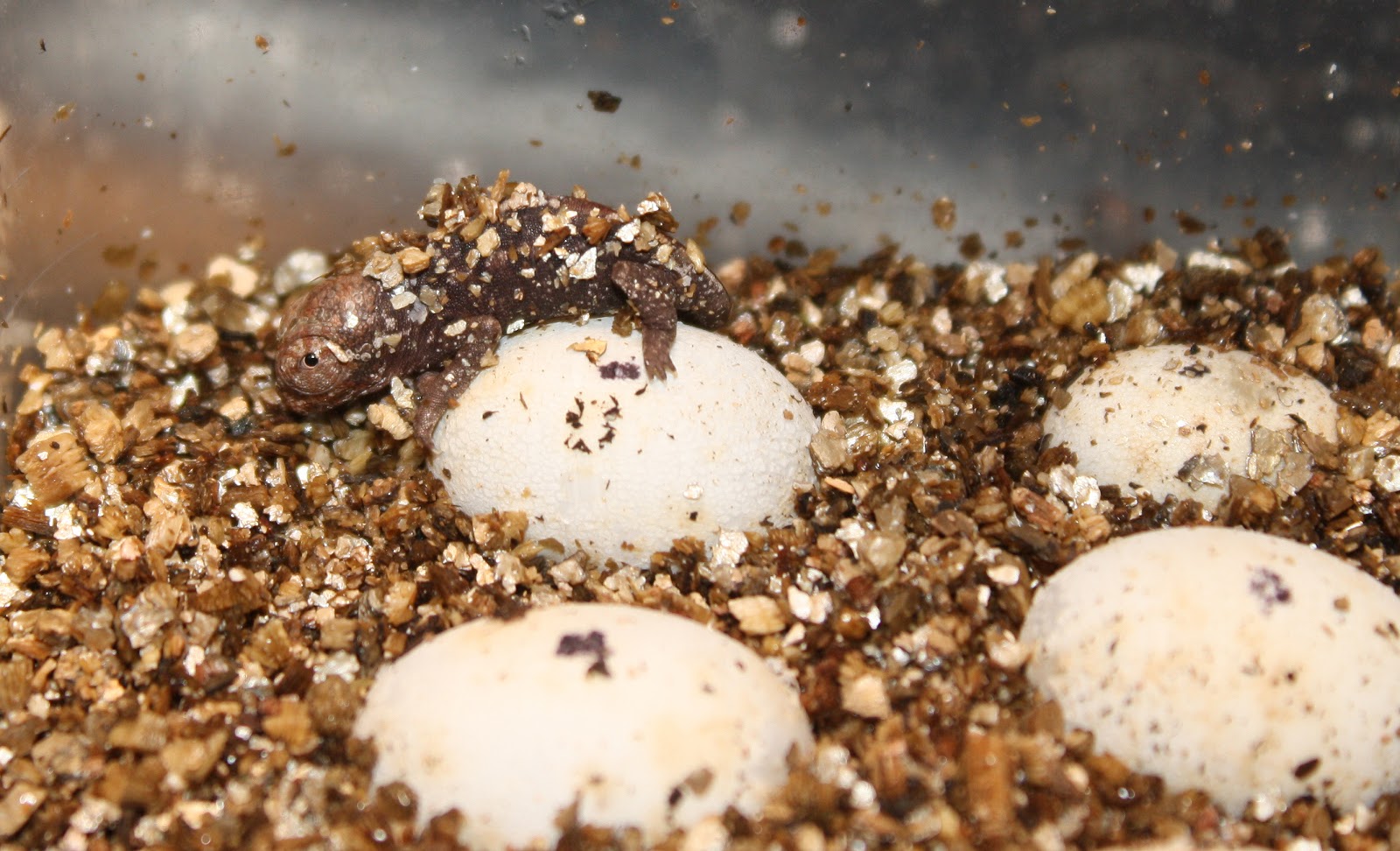 Panther Chameleon Breeding The Eggs Much Ado About Chameleons
