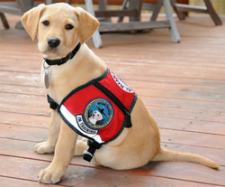 tsa puppies the tsa tsa no longer to breed canines program to continue tsa puppies the tsa tsa no longer to breed canines program to continue