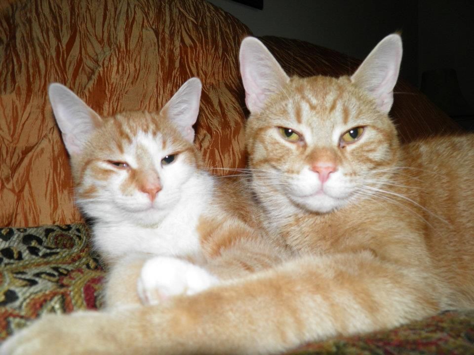 bowmanville veterinary clinic