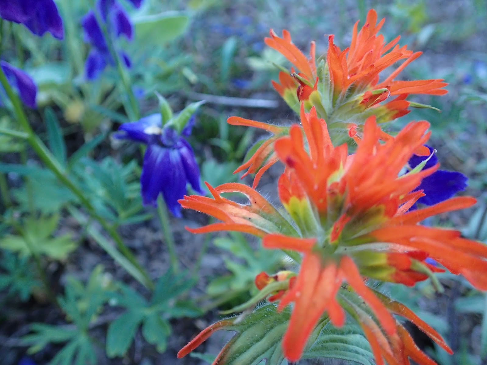 Casing Oregon Wildflower Hikes Iron Mountain