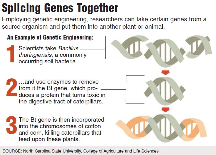 genetically altering our future essay Existing ban on genetic modification of human embryos the government's plans however, the words 'genetically modified' in our view, the government's'futureproofing' is an. genetically altering our future essay Existing ban on genetic modification of human embryos the government's plans however, the words 'genetically modified' in our view, the government's'futureproofing' is an.