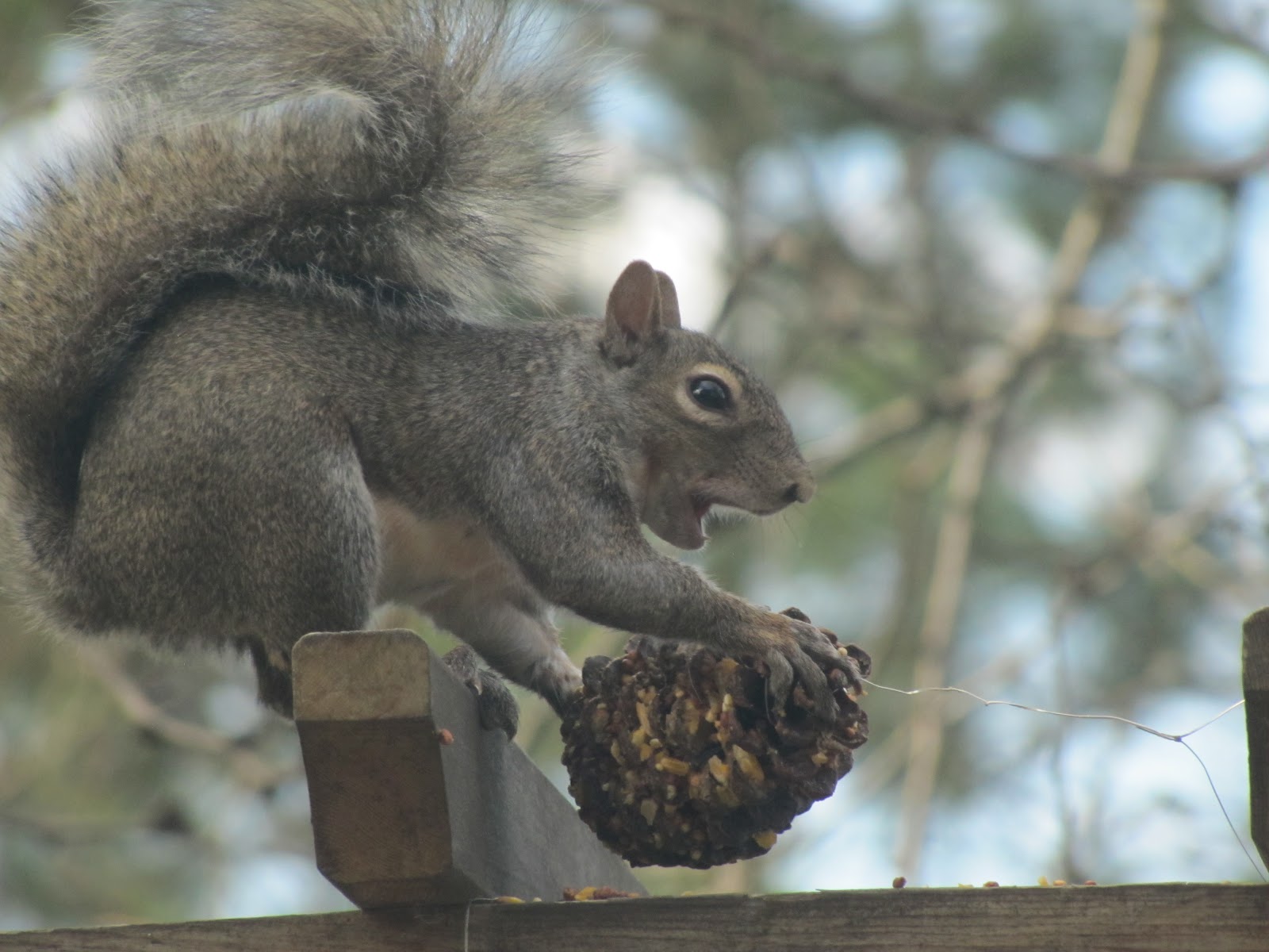 Keaton S Kind Creations Diy Pine Cone Bird And Squirrel Feeders