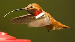 Rufous male with tongue extended