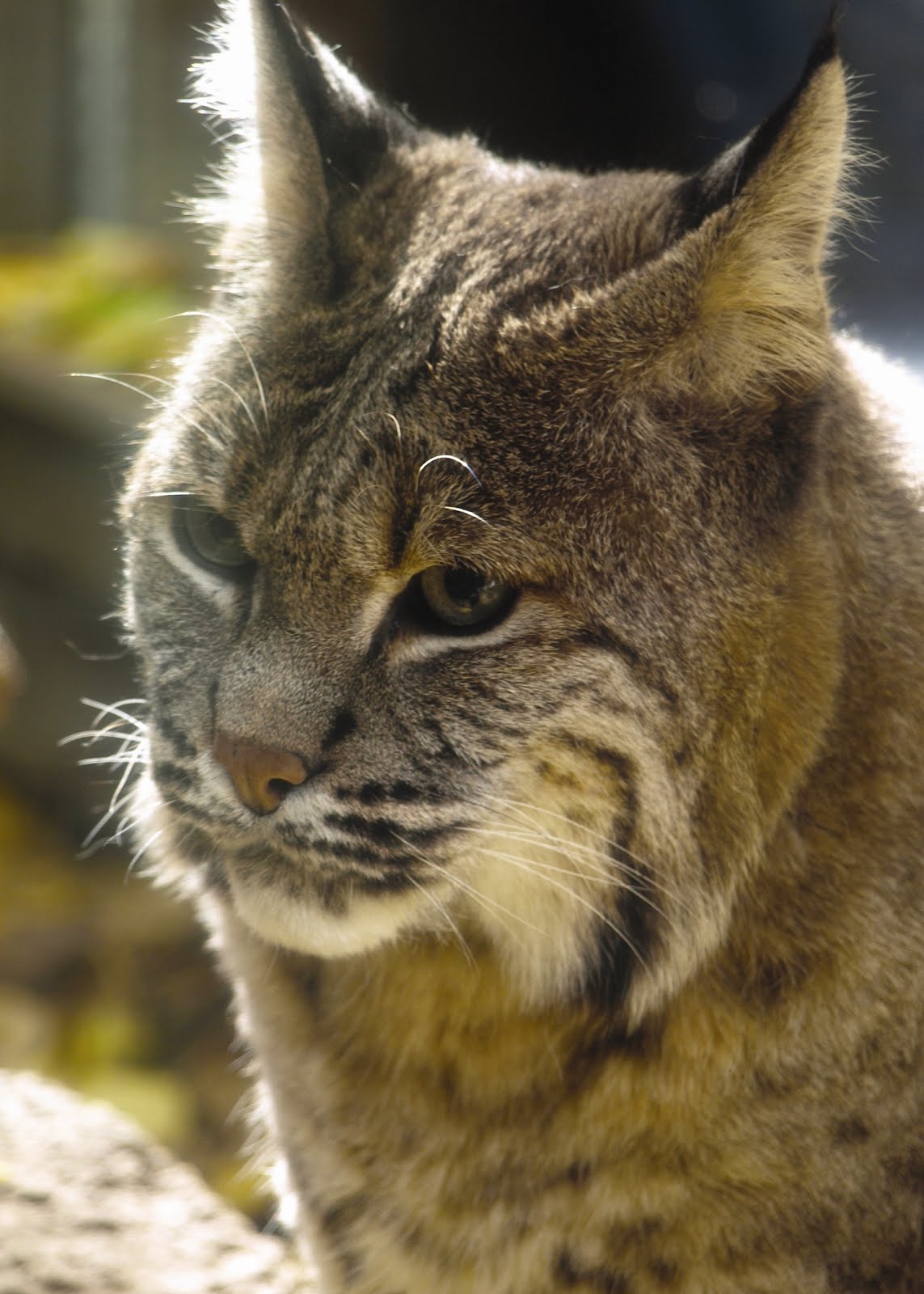 Half Bobcat