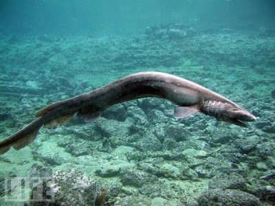 frilled shark