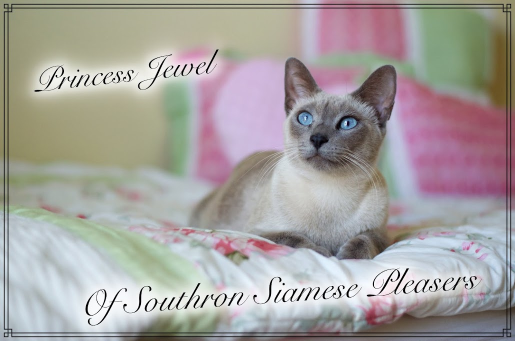 SOUTHRON SIAMESE PLEASERS-Siamese Kittens Nashville, Memphis, Tennessee, 