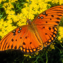 Butterfly Wallpapers, gambar kupu-kupu