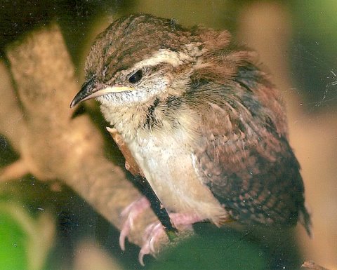 quot bird poop quot of north texas go ahead pick up that baby quot bird poop quot of north texas go ahead pick up that baby