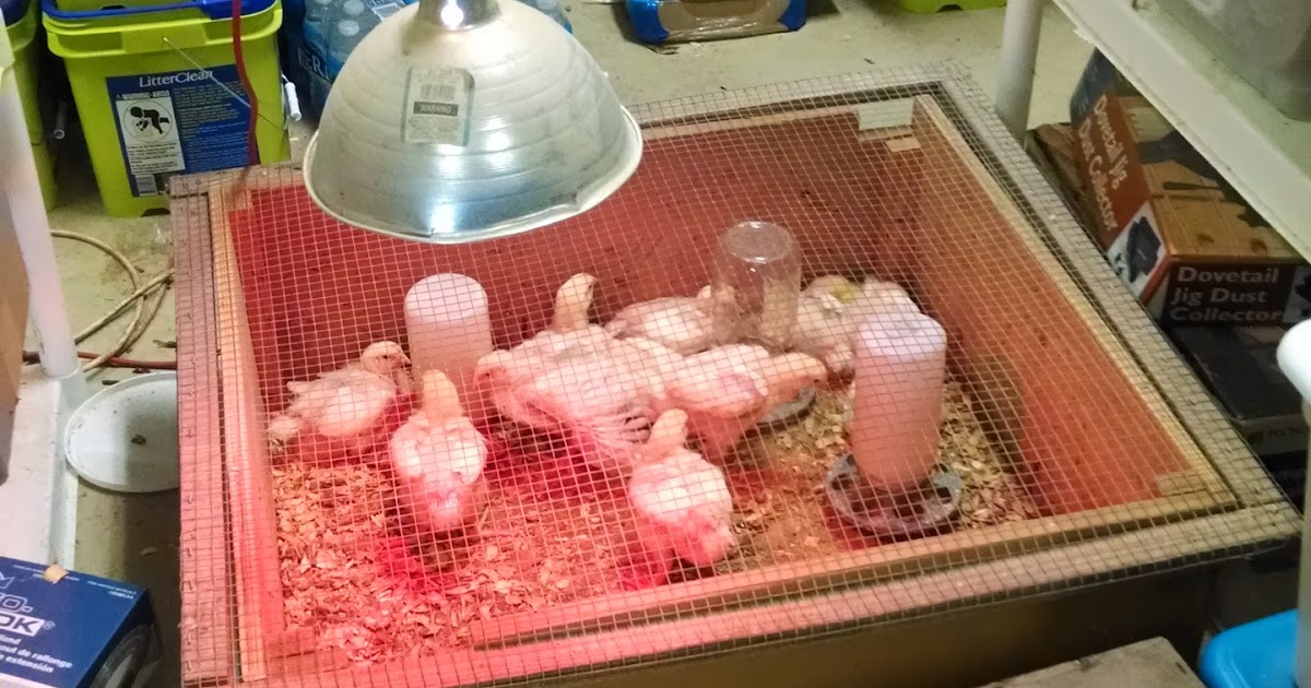 The Corray's Home TSC Chicken Update