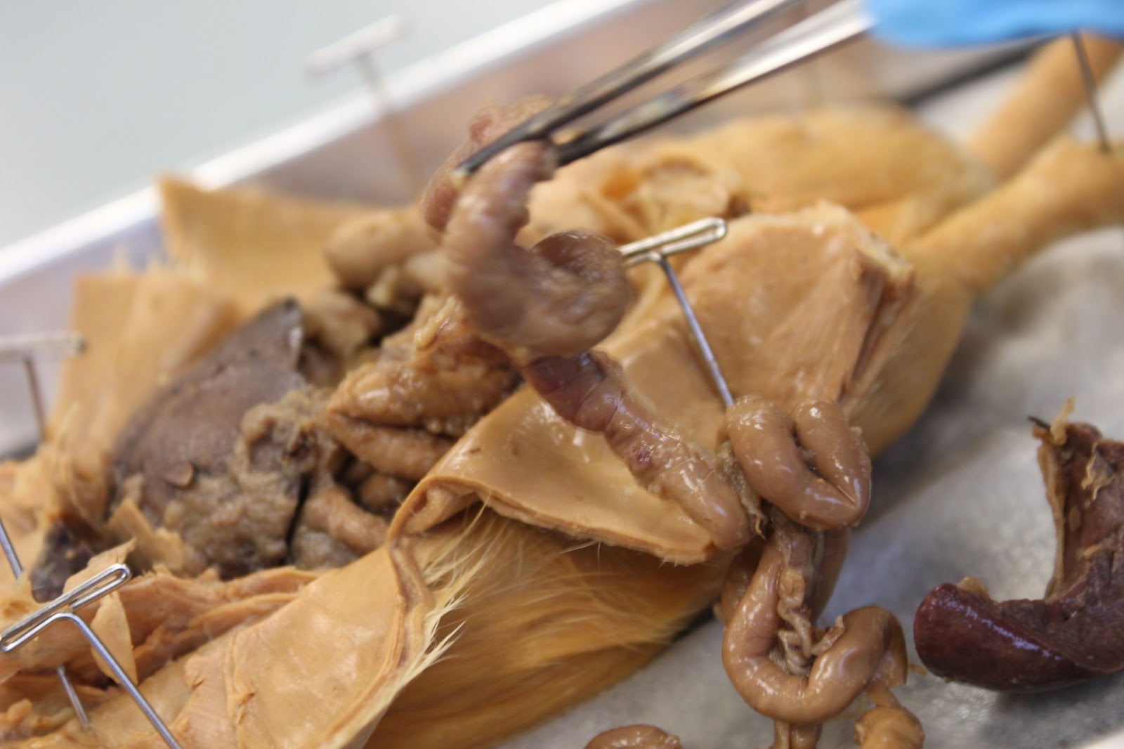 Biology and stuff (bio 11 class): Rat Dissection