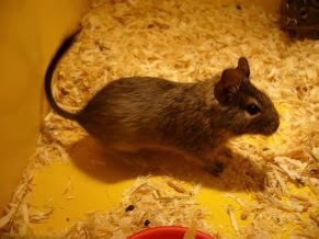 Hej Wszystko O Koszatniczkach 3 2014