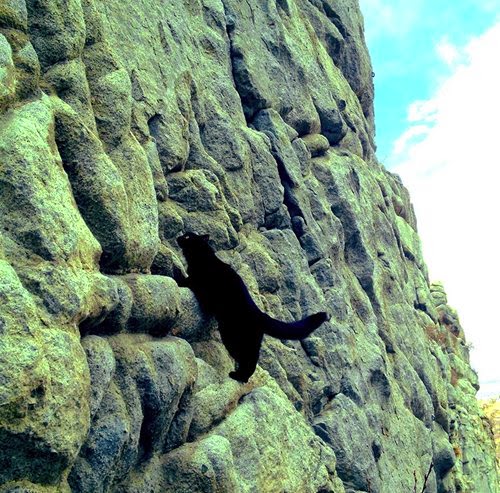 Милли - кошка скалолаз Милли - кошка скалолаз