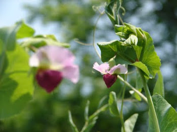 A Garden Picture