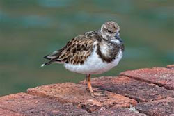 Ruddy turnstone the way we see them in winter