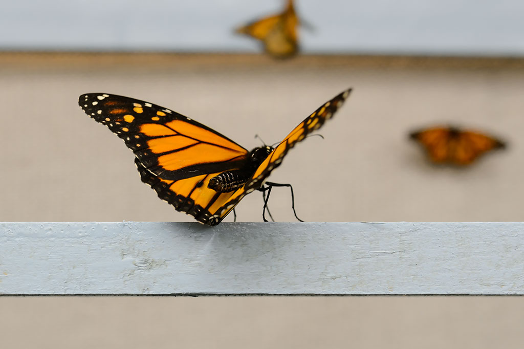 Bubba's Garage Looking for Spring at the Philadelphia Flower Show