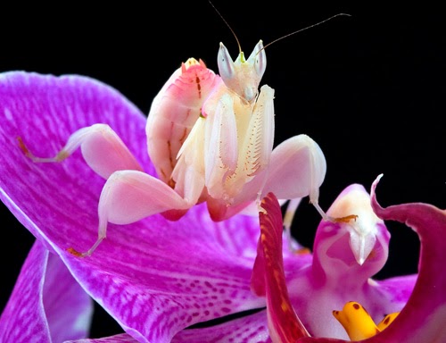 坂井直樹の デザインの深読み 蘭カマキリ オーキッドマンティス はまるでピンクの蘭の花のように見えるデザインに擬態している不思議