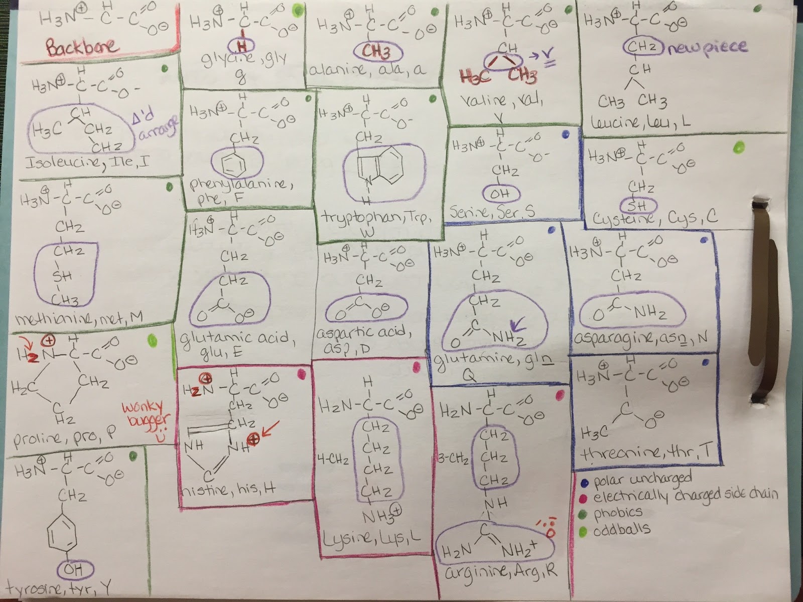 How do you remember the oneletter amino acid abbreviations? Student