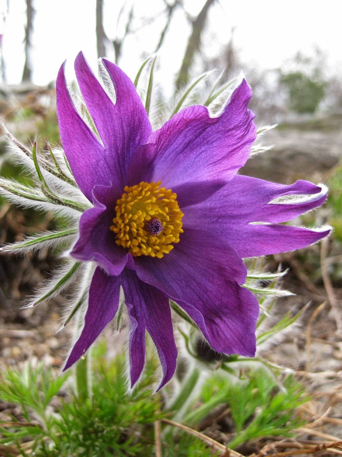 The Amazing Pasque Flower Rotary Botanical Gardens