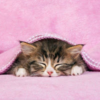Kitten Under Blanket