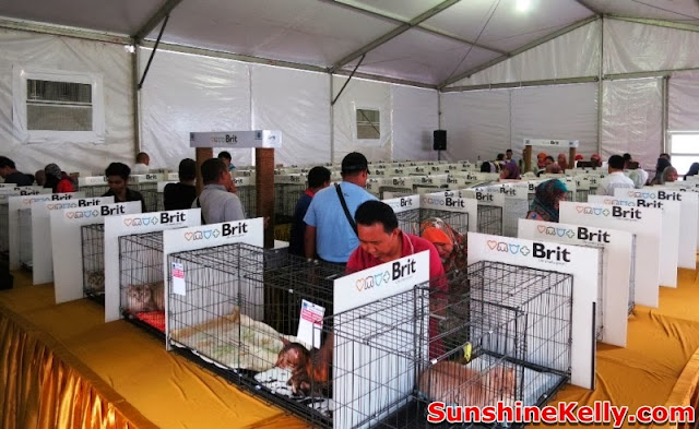 MaTiC Fest 2013, Locals and Tourists, Matic, malaysia tourism center, cat competition, cat exhibition, cat, brit