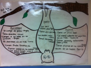 kinder dual language divas bats in classroom venn diagram bats and birds
