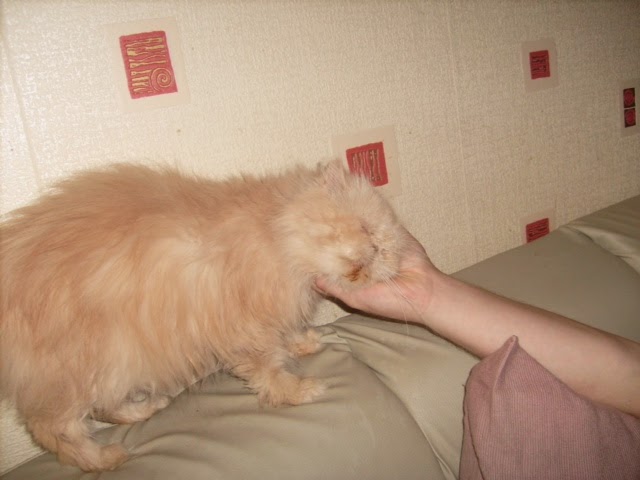 Pogo when we got her Pogo when we got her, cat, persian