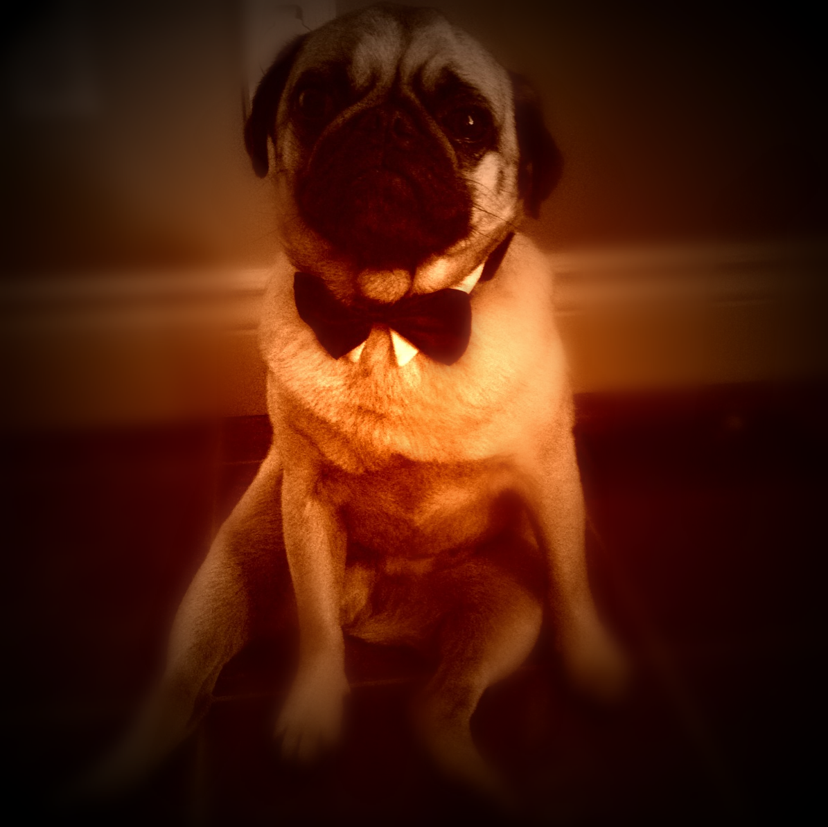 The Best Pug