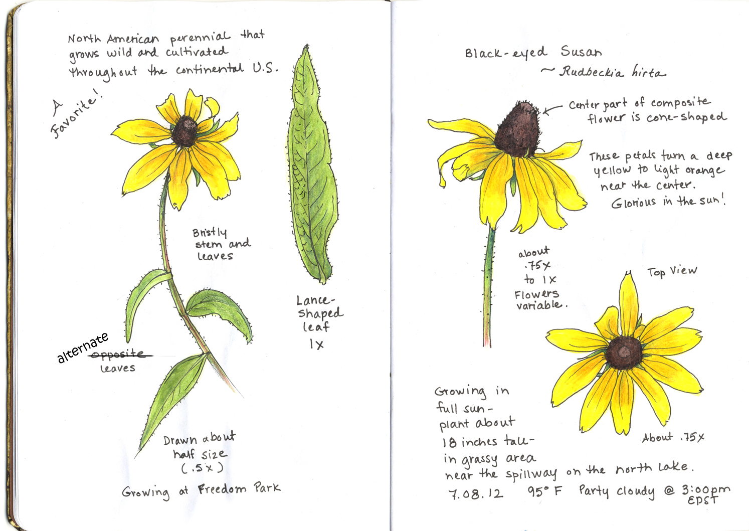 A Nature Art Journal in Southwest Florida Blackeyed Susan