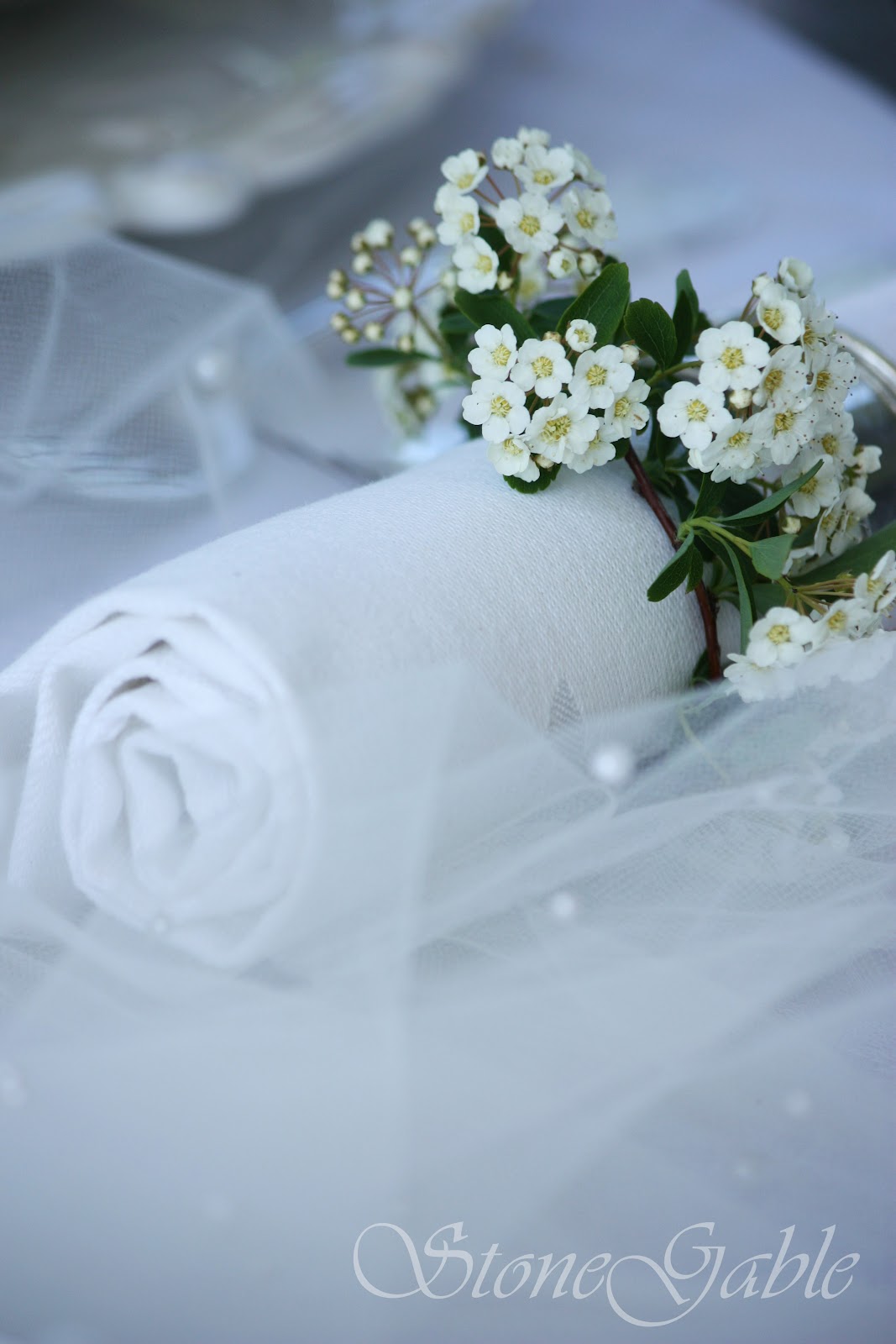 Keeping Focused Bridal Wreath Spirea