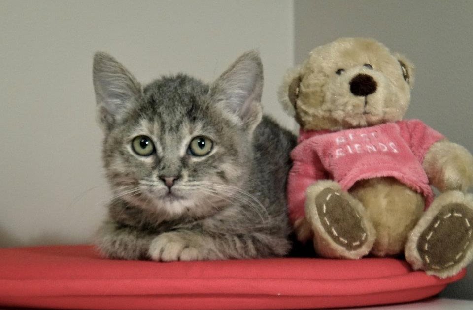 Sokak Hayvanları Topik / YUVALANDI