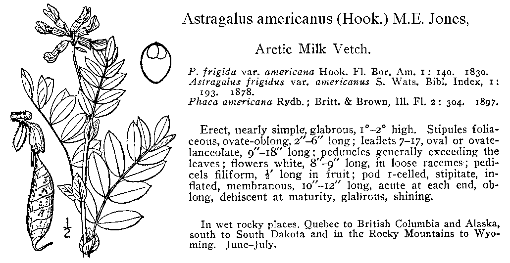 Precisely What Is Astragalus? | Accretive Health Precisely What Is Astragalus? | Accretive Health