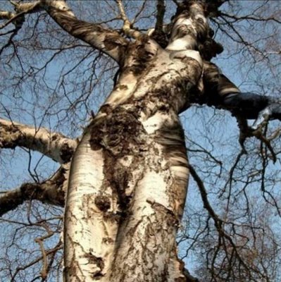 Girl Tree
