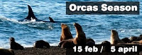 orcas season in Punta Norte Península Valdés