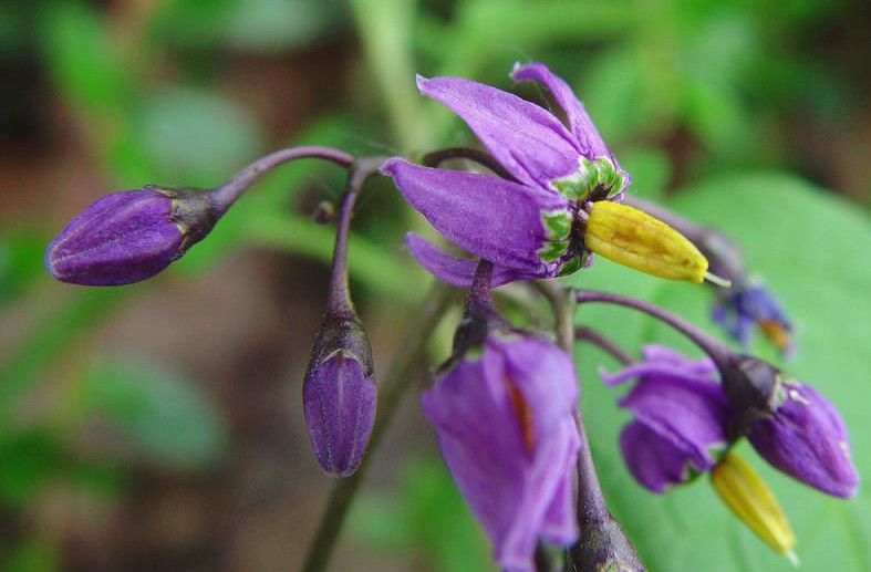 Growing Hermione's Garden Solanum dulcamara Bittersweet Nightshade