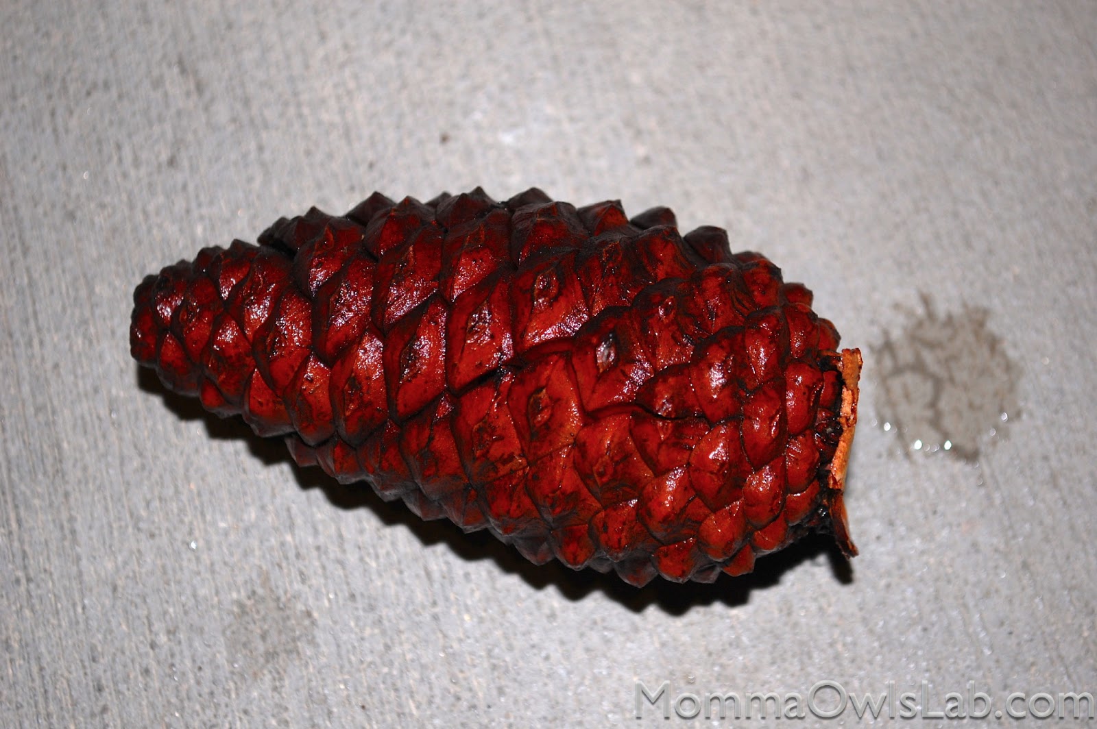 Momma Owl's Lab: The Pine Cone Experiment
